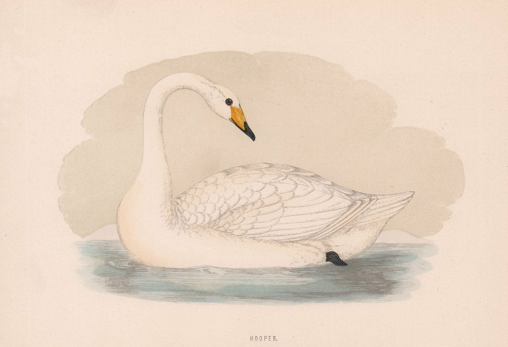 Hooper. Morris's British Birds. Antique colour print 1870 old